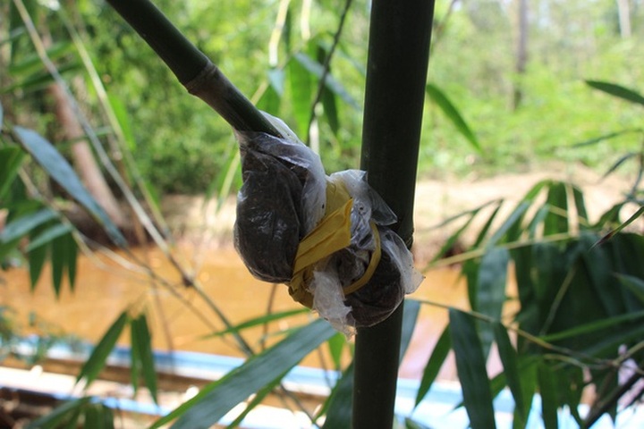 Thu lãi trăm triệu đồng nhờ trồng loại cây bán không bỏ thứ gì - 10