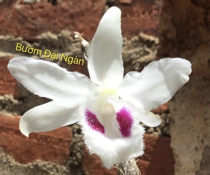 Thực hư chuyện đấu giá mầm lan huyền thoại Bướm Đại Ngàn 11,7 tỷ đồng - 2