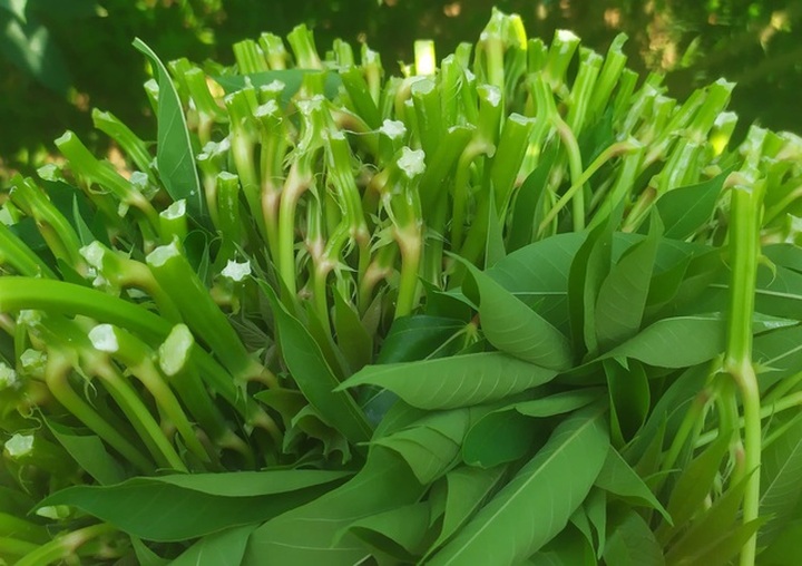 Thượng đế săn lùng món dưa nhà nghèo ở Phú Thọ - 2