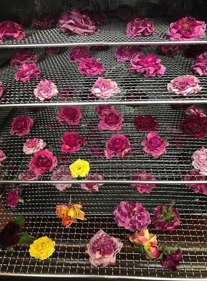 Sau khi sấy, hoa hồng gần như giữ nguyên được màu sắc ban đầu.