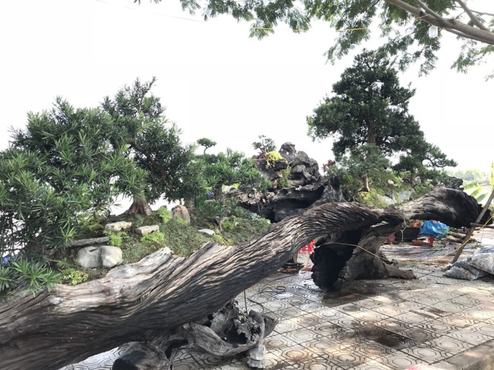 Thuyền vạn niên tùng dài cả gần chục mét