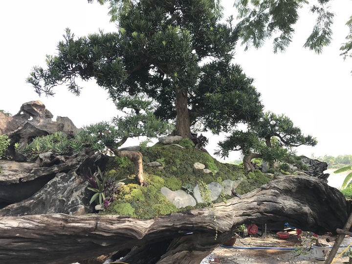 7 cây vạn niên tùng được dựng trên 1 khúc thân cây