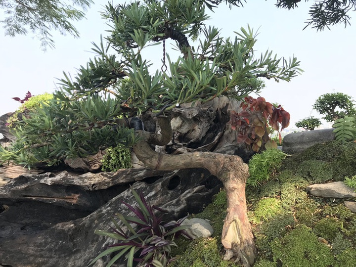 Vạn niên tùng từ vài năm tuổi cho đến mười mấy năm