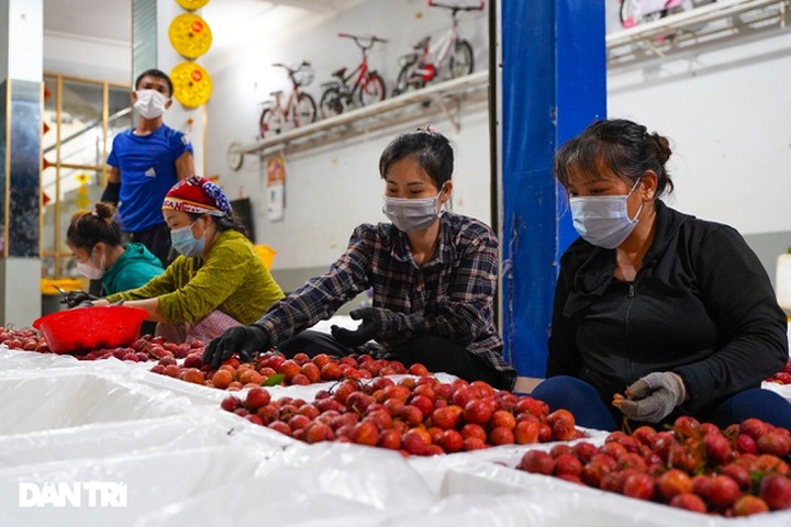 Tiền công 700 nghìn đồng/tấn, cửu vạn xuyên đêm bốc xếp vải thiều xuất khẩu - 3