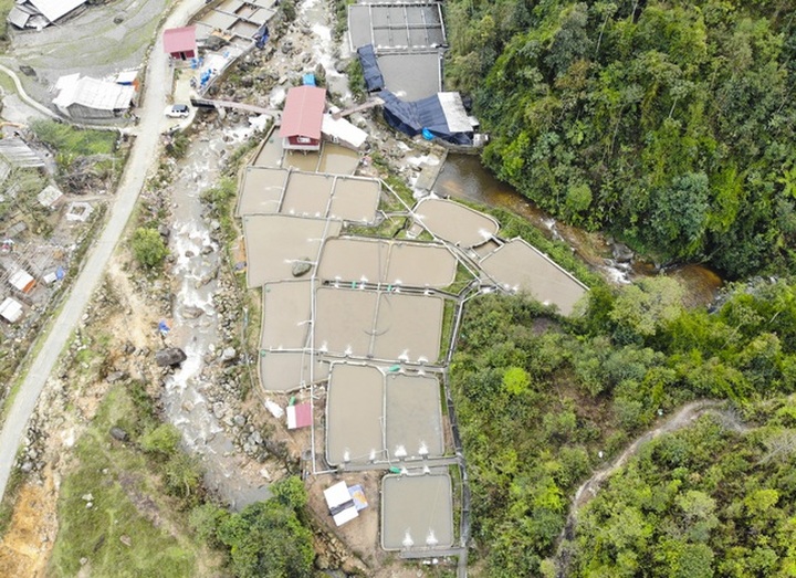 Tiểu thương “kêu trời” vì cá hồi Sa Pa trượt giá - 2