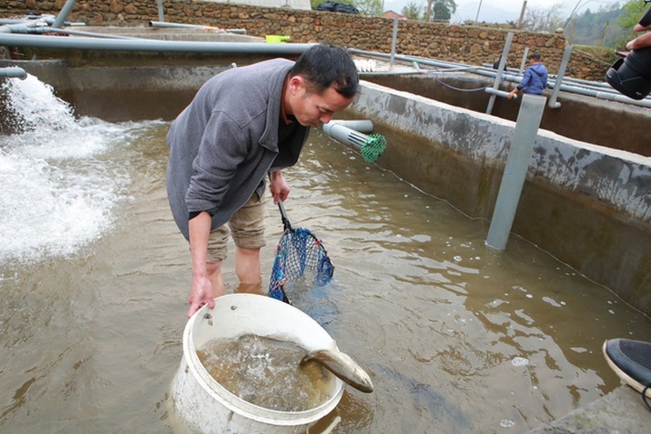 Tiểu thương “kêu trời” vì cá hồi Sa Pa trượt giá - 3