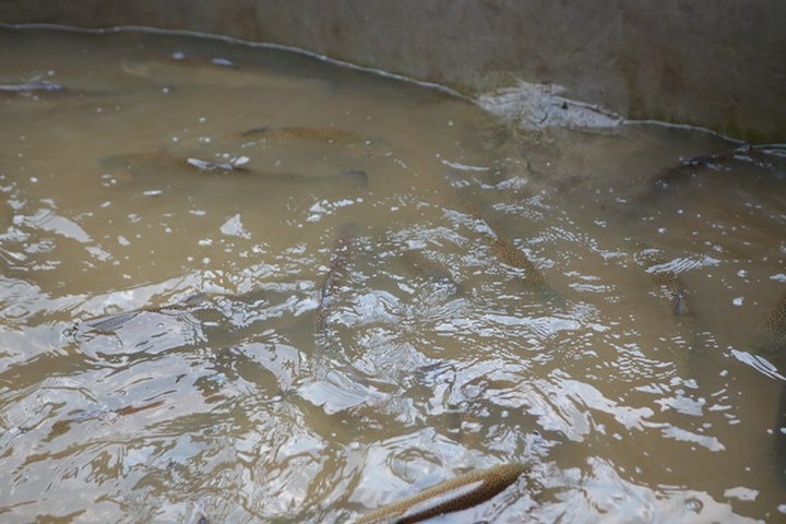 Tiểu thương “kêu trời” vì cá hồi Sa Pa trượt giá - 4