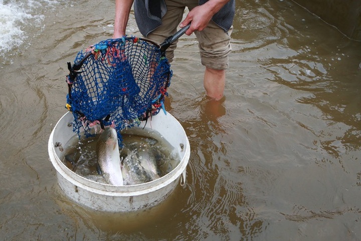 Tiểu thương “kêu trời” vì cá hồi Sa Pa trượt giá - 5