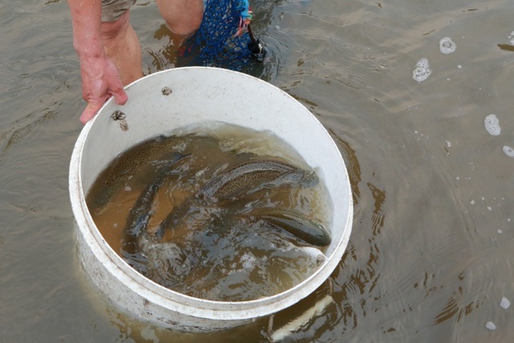 Tiểu thương “kêu trời” vì cá hồi Sa Pa trượt giá - 7