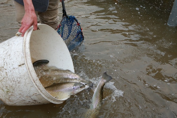 Tiểu thương “kêu trời” vì cá hồi Sa Pa trượt giá - 8