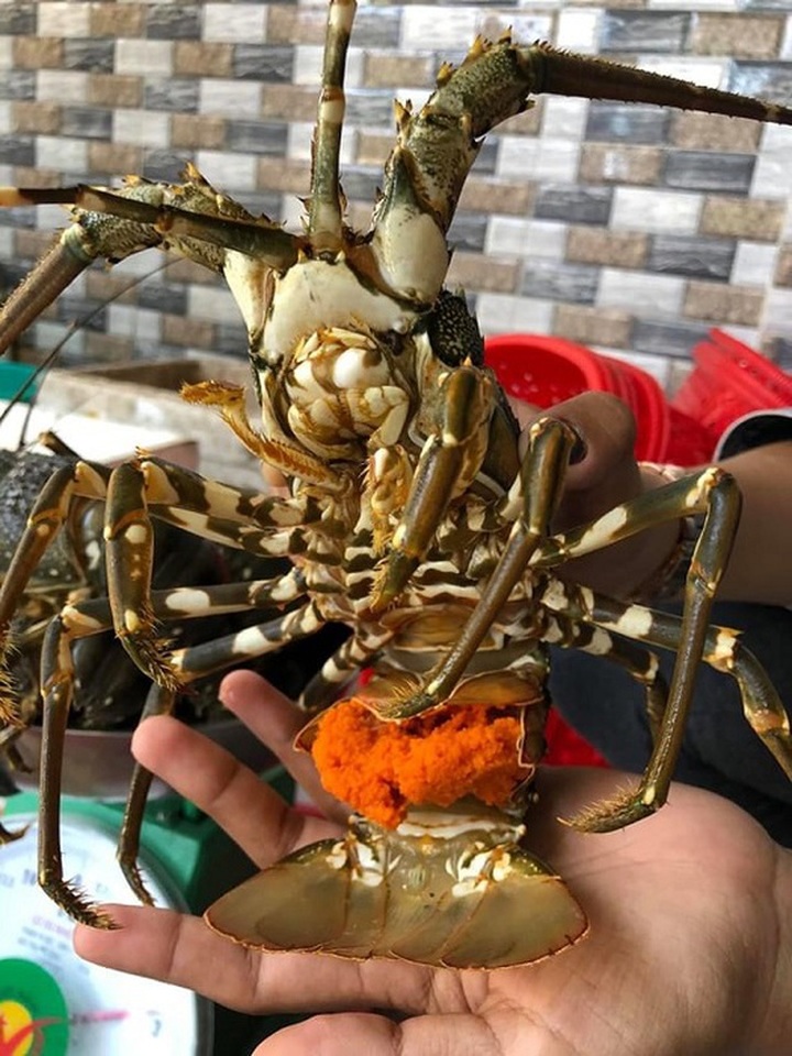 Tôm hùm ôm trứng giá siêu rẻ chỉ 450.000 đồng/kg đổ bộ Hà Nội: Nên mua hay không? - 1