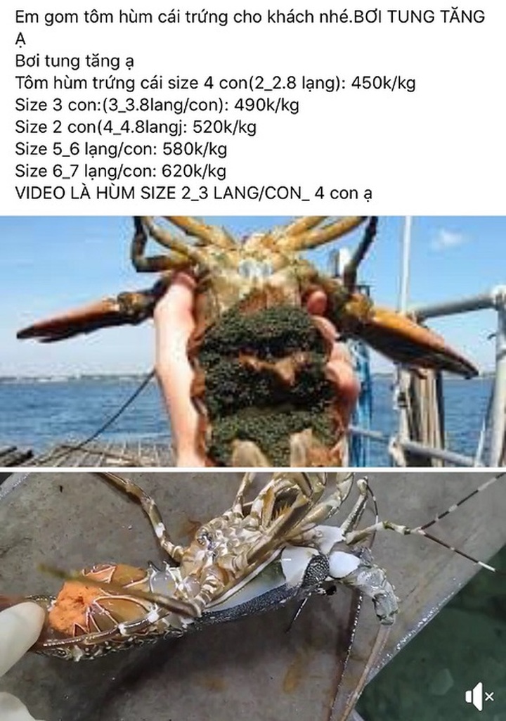 Tôm hùm ôm trứng giá siêu rẻ chỉ 450.000 đồng/kg đổ bộ Hà Nội: Nên mua hay không? - 3