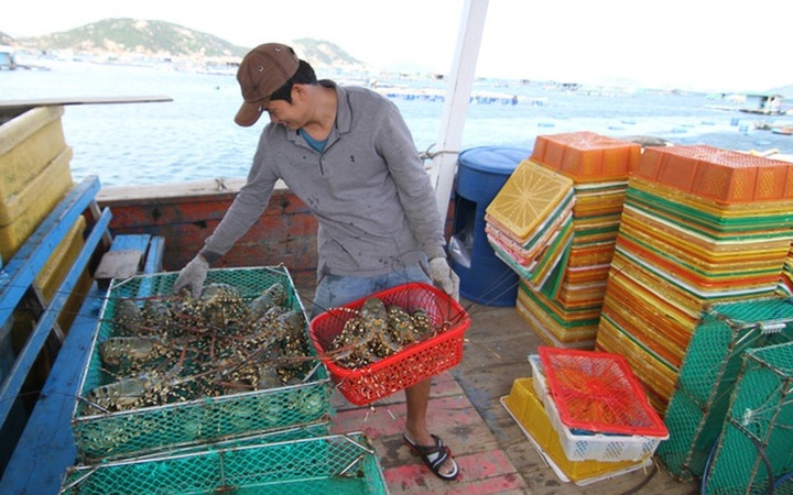 Tôm hùm rớt giá chưa từng có - 1