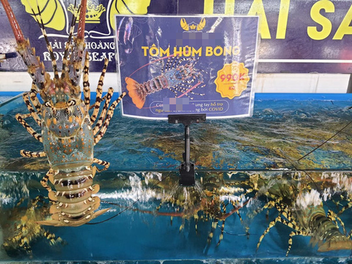 Tôm hùm rớt giá chưa từng có - 3