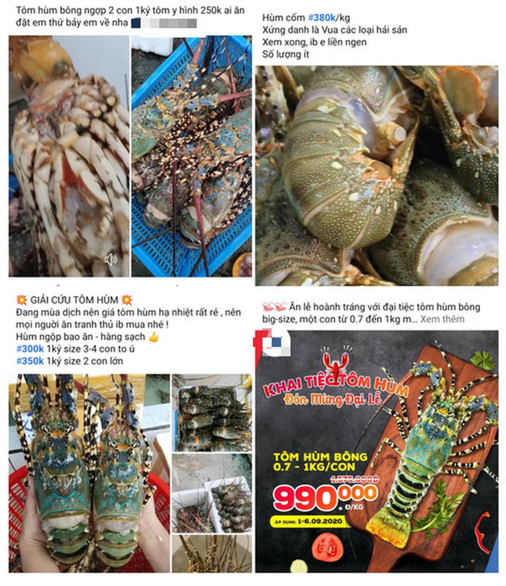 Tôm hùm rớt giá chưa từng có - 5