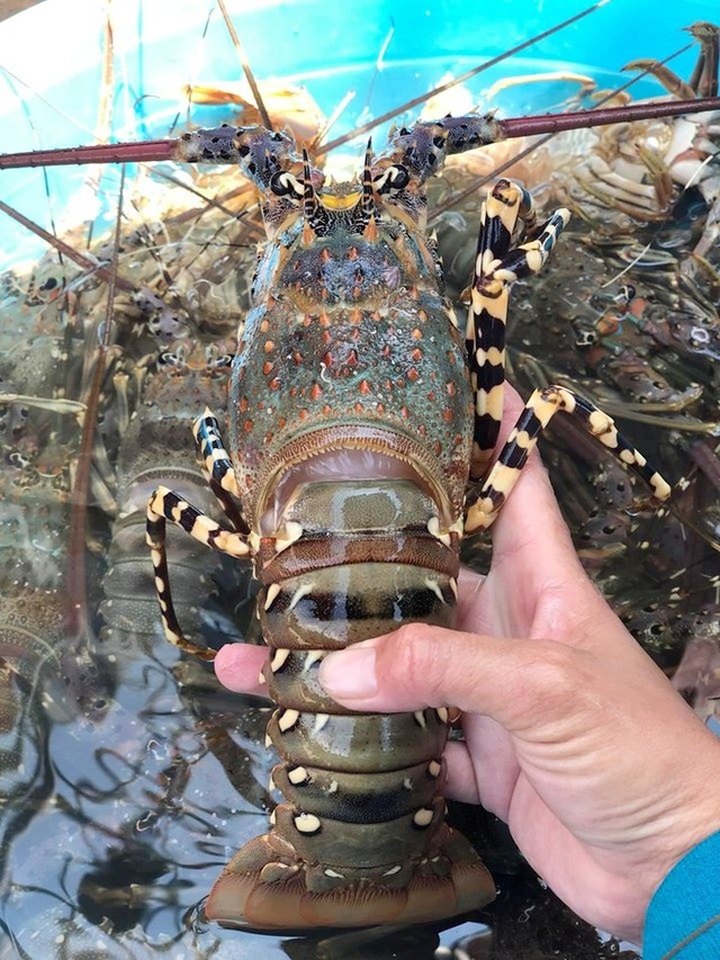 Tôm hùm rớt giá chưa từng thấy, 150.000 đồng/con - 2