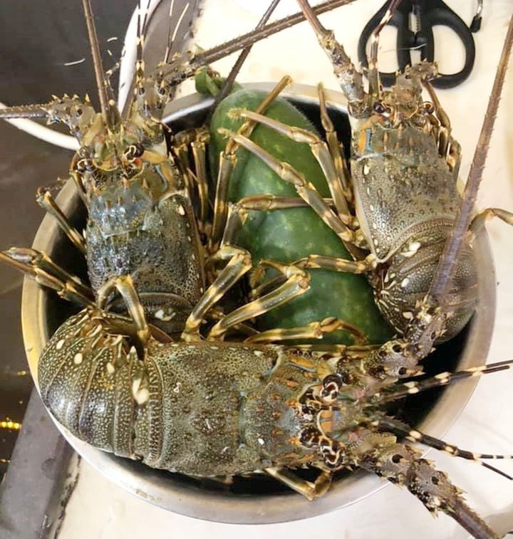 Tôm hùm rớt giá chưa từng thấy, 150.000 đồng/con - 3