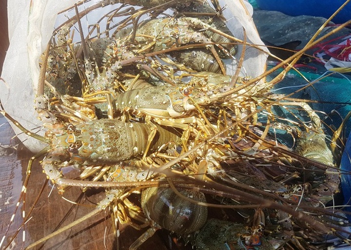 Tôm hùm xanh rớt giá chưa từng thấy, tại Khánh Hòa còn 600 ngàn đồng/kg - 1