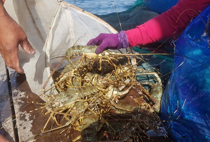 Tôm hùm xanh rớt giá chưa từng thấy, tại Khánh Hòa còn 600 ngàn đồng/kg - 2