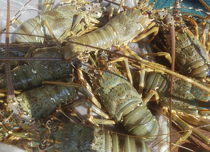 Tôm hùm xanh rớt giá chưa từng thấy, tại Khánh Hòa còn 600 ngàn đồng/kg - 3