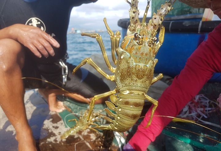 Tôm hùm xanh rớt giá chưa từng thấy, tại Khánh Hòa còn 600 ngàn đồng/kg - 5