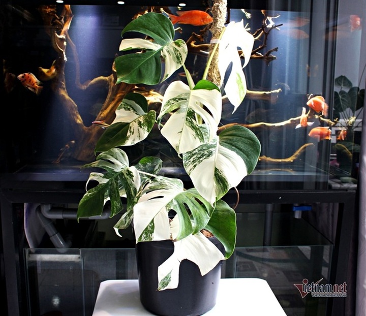 Trăm triệu đến nửa tỷ đồng 1 chiếc lá cảnh, thú lạ của dân chơi Sài Gòn - 4