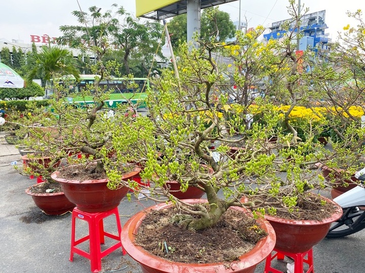 Trâu kiểng độc lạ vài chục triệu đồng; buôn mai, đào buồn chưa từng thấy - 6