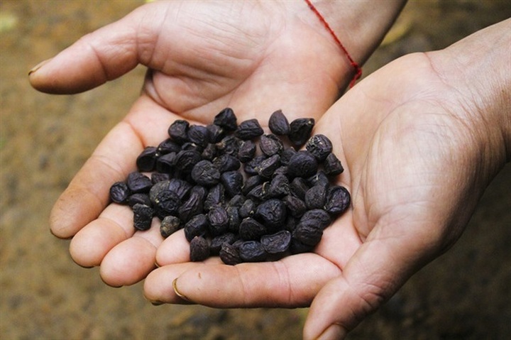 Trồng cây cho hạt đắt như vàng ròng, xây nhà lầu sắm xe hơi - 1