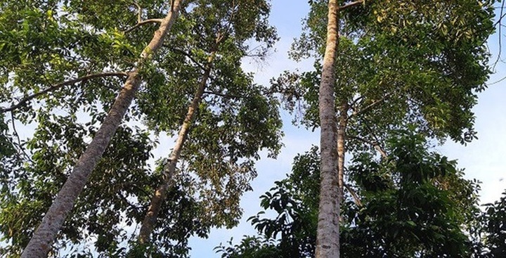 Trồng cây cho hạt đắt như vàng ròng, xây nhà lầu sắm xe hơi - 2