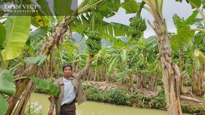 Trồng thứ chuối lạ, vác nặng lặc lè, bán từ gốc đến ngọn, một lão nông bỏ túi hơn nửa tỷ đồng/năm - 1