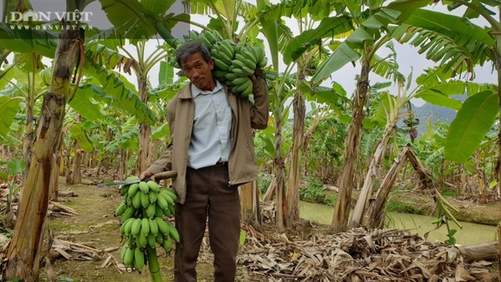 Trồng thứ chuối lạ, vác nặng lặc lè, bán từ gốc đến ngọn, một lão nông bỏ túi hơn nửa tỷ đồng/năm - 2