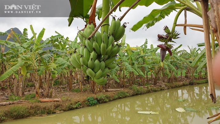 Trồng thứ chuối lạ, vác nặng lặc lè, bán từ gốc đến ngọn, một lão nông bỏ túi hơn nửa tỷ đồng/năm - 3