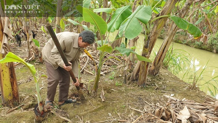 Trồng thứ chuối lạ, vác nặng lặc lè, bán từ gốc đến ngọn, một lão nông bỏ túi hơn nửa tỷ đồng/năm - 5