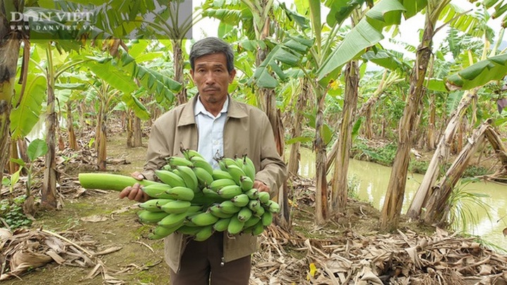 Trồng thứ chuối lạ, vác nặng lặc lè, bán từ gốc đến ngọn, một lão nông bỏ túi hơn nửa tỷ đồng/năm - 7