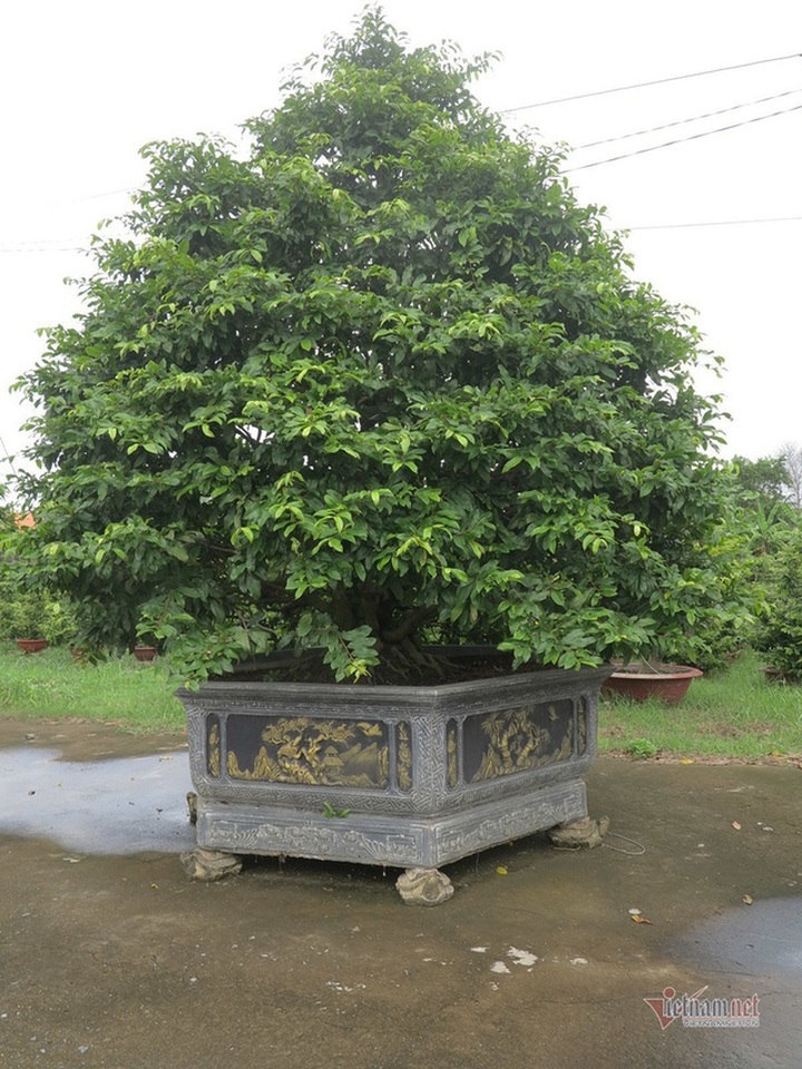 Từ 4 cây mai trồng vì đam mê, anh nông dân thu 5 tỷ đồng/năm - 1