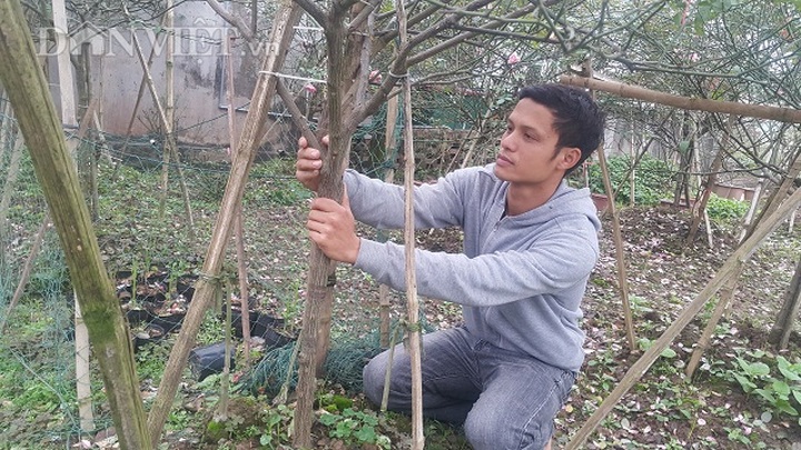 tung la dan "ga mo", khong ngo nay la tay choi hong co co tieng hinh anh 3