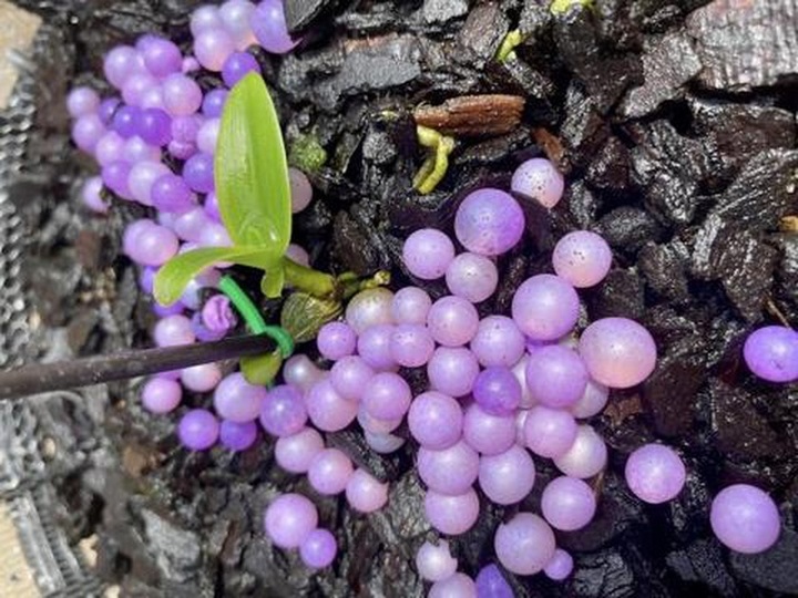 Tuổi xế chiều dính cú lừa Phi điệp, dân chơi vỡ mộng bán tháo không xong! - 1