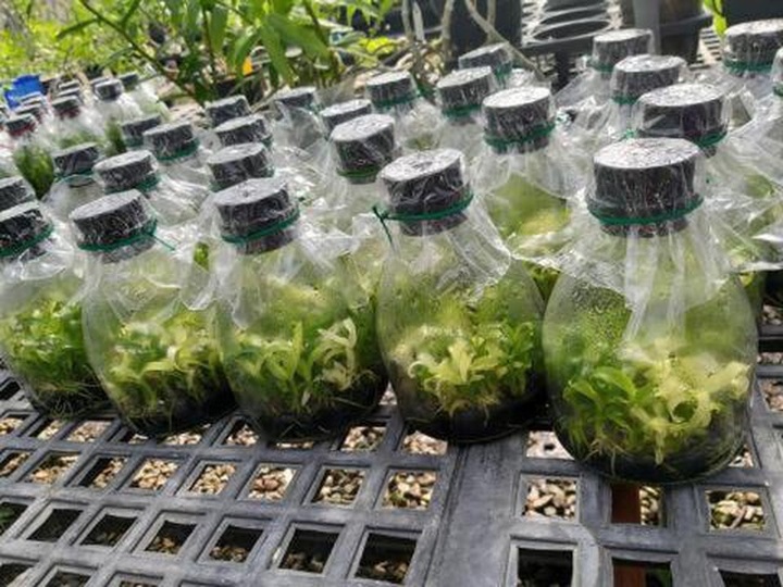 Tuổi xế chiều dính cú lừa Phi điệp, dân chơi vỡ mộng bán tháo không xong! - 2