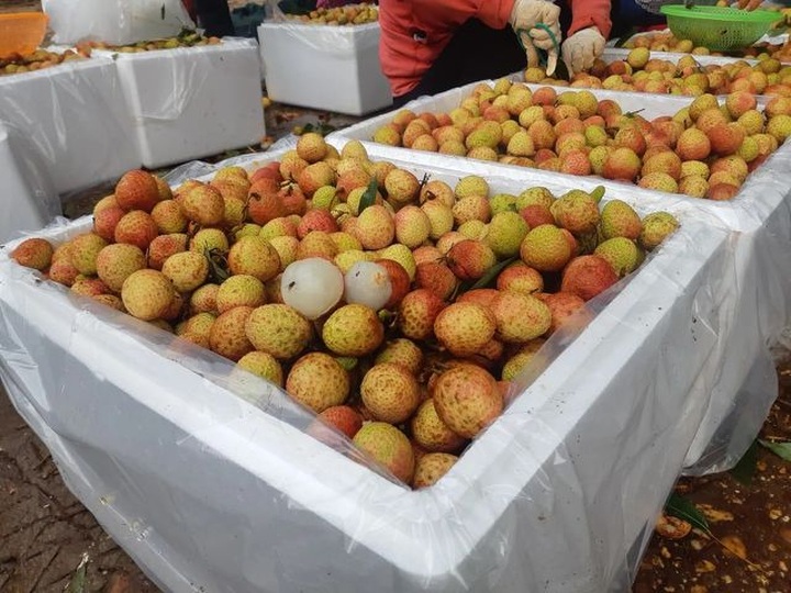 Vải sớm giá tăng gấp 3 thương lái vẫn đổ xô gom hàng bán sang Trung Quốc - 1