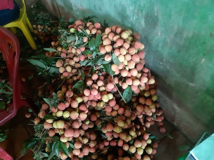 Vải sớm giá tăng gấp 3 thương lái vẫn đổ xô gom hàng bán sang Trung Quốc - 2