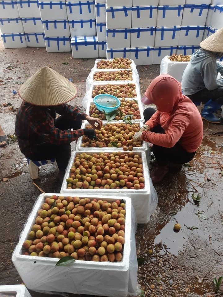 Vải sớm giá tăng gấp 3 thương lái vẫn đổ xô gom hàng bán sang Trung Quốc - 3