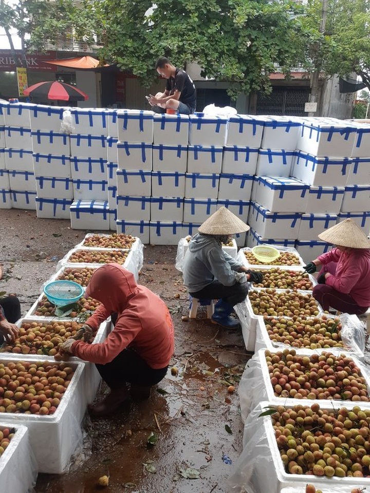 Vải sớm giá tăng gấp 3 thương lái vẫn đổ xô gom hàng bán sang Trung Quốc - 6