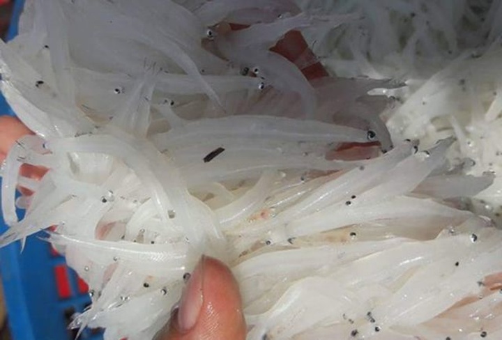 Vạn chai nước siêu rẻ ngày nắng nóng; cây hoa hồng trả 150 triệu đồng chưa gật đầu - 5