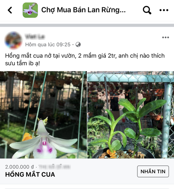 Vén màn giao dịch lan đột biến tiền tỷ trên chợ mạng - 2
