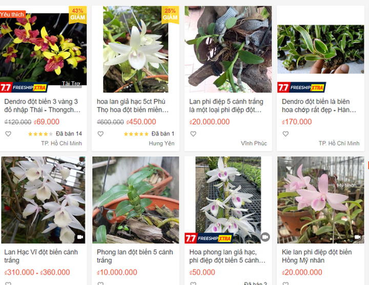 Vén màn giao dịch lan đột biến tiền tỷ trên chợ mạng - 3