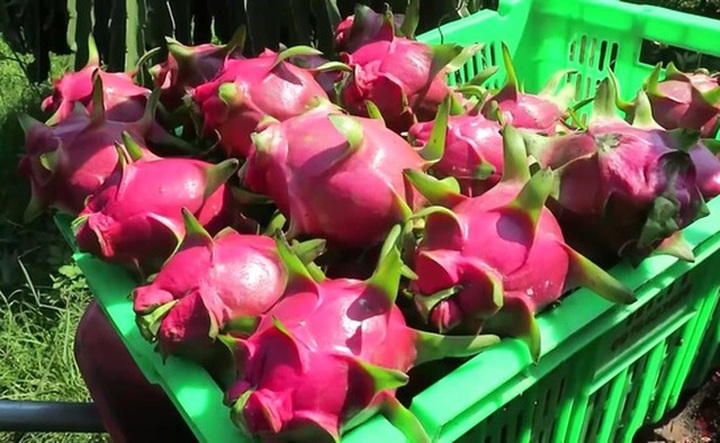 Việt Nam chưa hiểu thị trường Trung Quốc: Thương lái đến tận nhà đặt hàng - 1