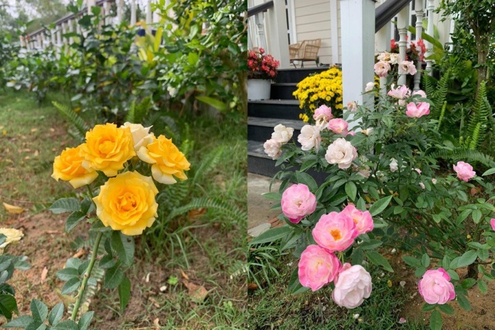 Vợ chồng trốn dịch về ngoại ô uống trà, ngắm hoa trong biệt thự đẹp mê - 10