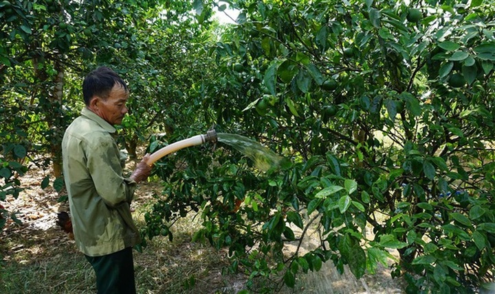 Vựa cây ngàn tỷ thất thu nặng vì đợt nắng nóng kỷ lục - 5