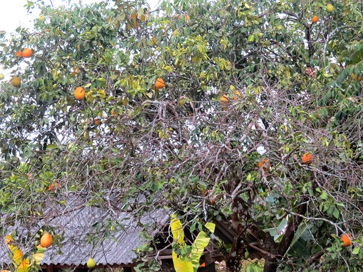 Vựa cây ngàn tỷ thất thu nặng vì đợt nắng nóng kỷ lục - 6