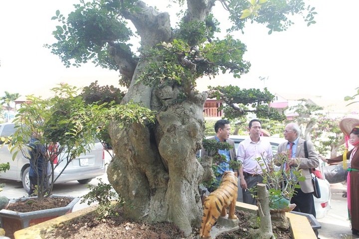 Xâm nhập vườn duối cổ trăm tuổi giá triệu đô của đại gia Hải Dương - 2